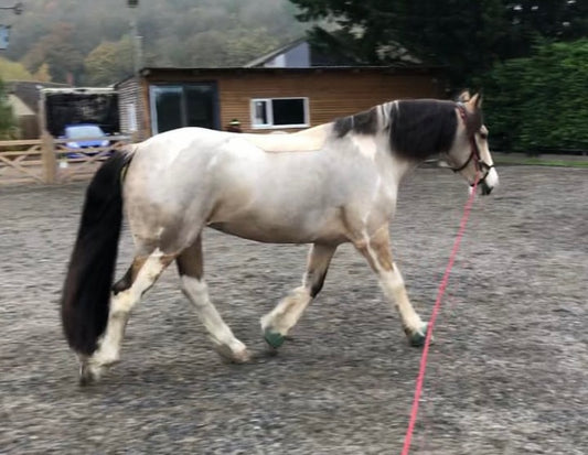 Preventing a rubbed mane and encouraging hair growth