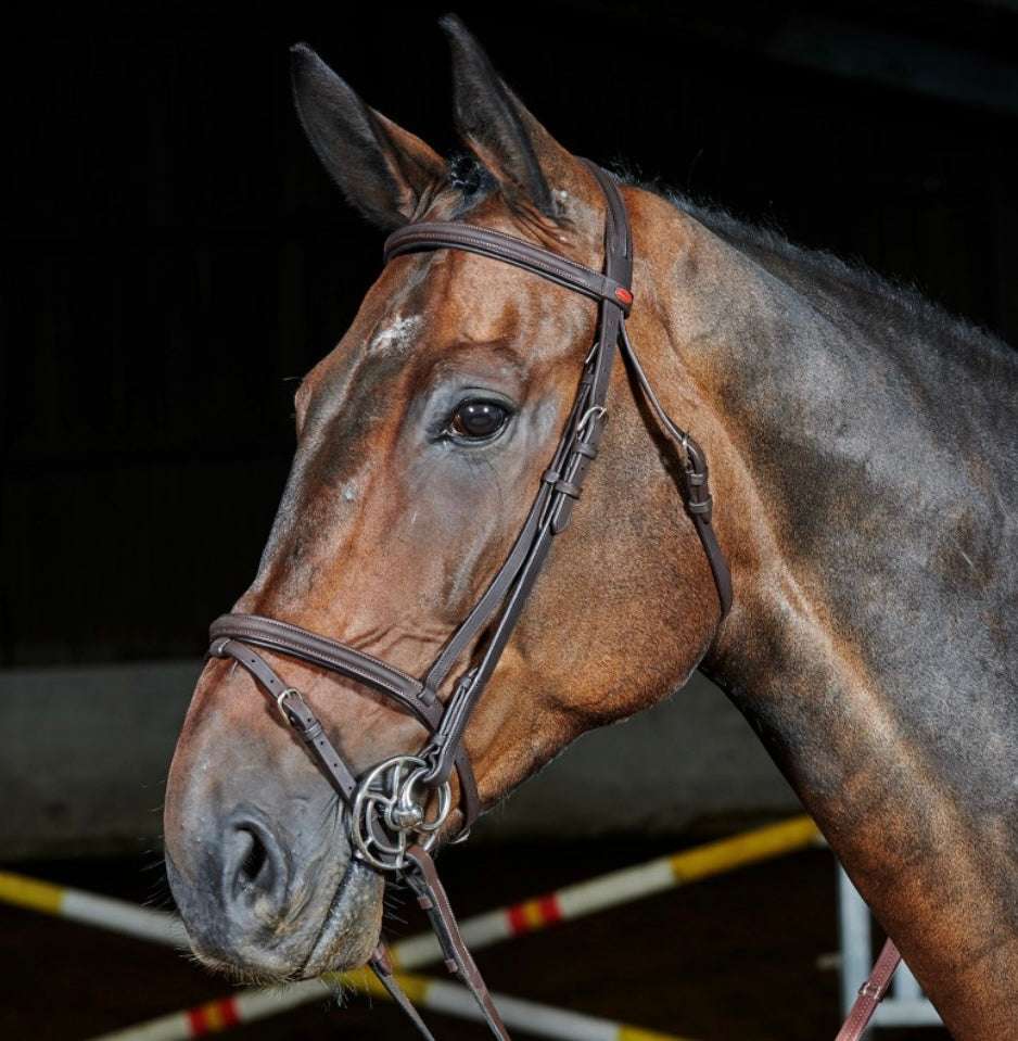 Whitaker Ready to Ride Flash Bridle