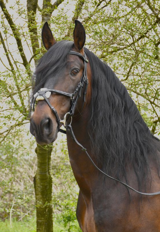 Rhinegold 'Elegance' Mexican Grackle Bridle - Top Of The Clops