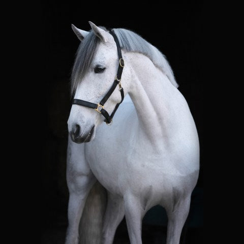 Covalliero Eco Leather Headcollar - Top Of The Clops