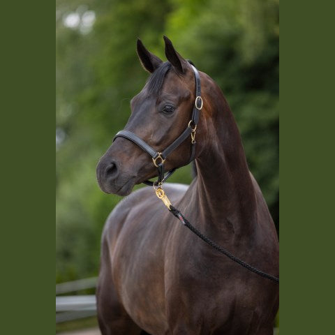 Eco Leather Headcollar