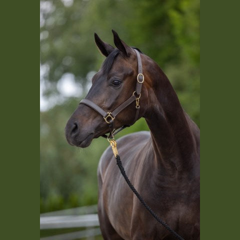Eco Leather Headcollar