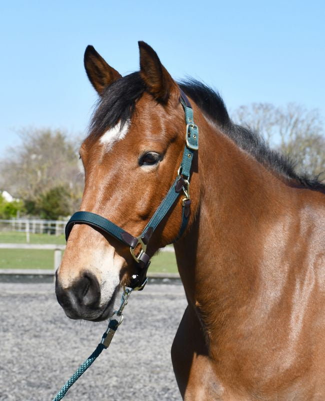 Heritage Anatomical Leather Lined Headcollar - Top Of The Clops