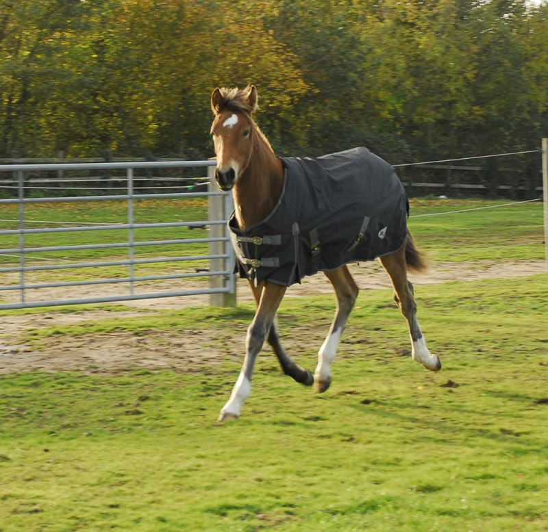Rhinegold Konig Medium Weight Small Foal, Pony / Shetland Standard Neck 200G Turnout