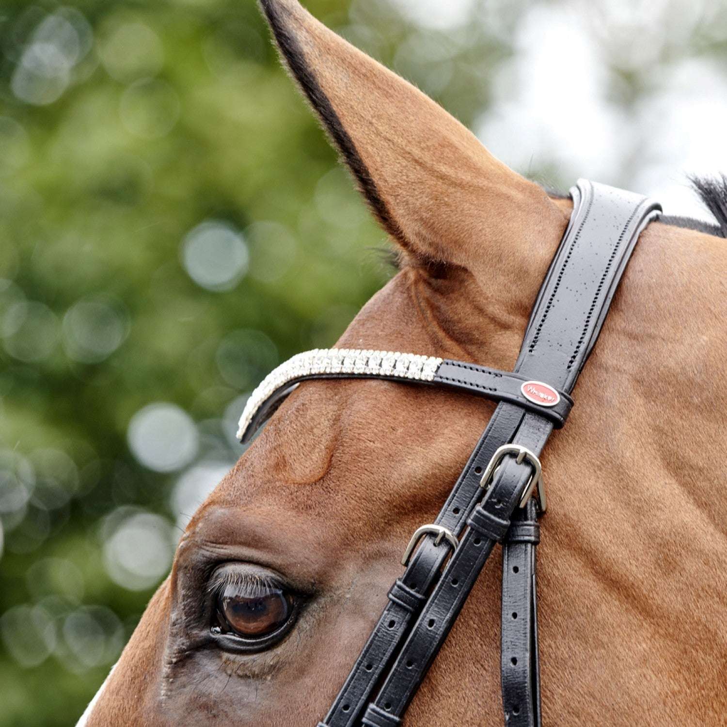 Whitaker Lynton Snaffle Bridle with 2 browbands