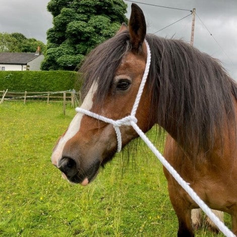 Elico White Rope Halter