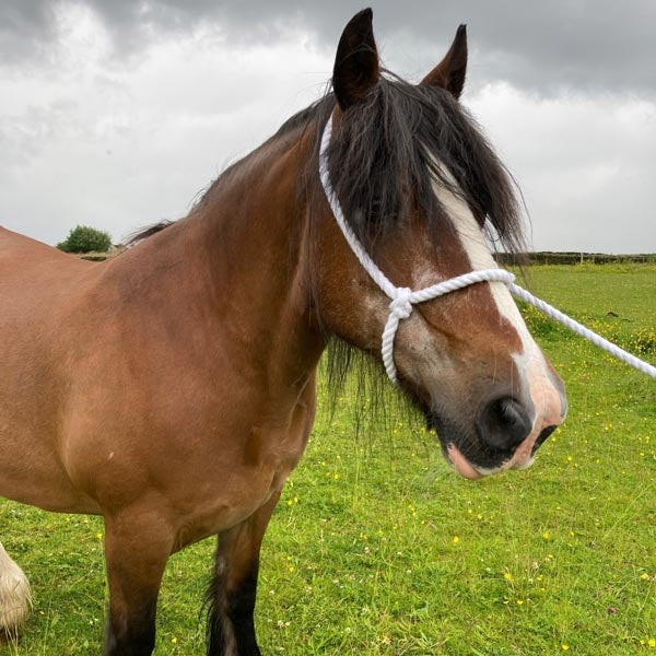 Elico White Rope Halter