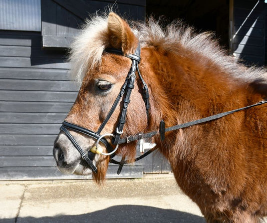 Windsor Small Pony / Mini Shetland Flash Bridle - Top Of The Clops