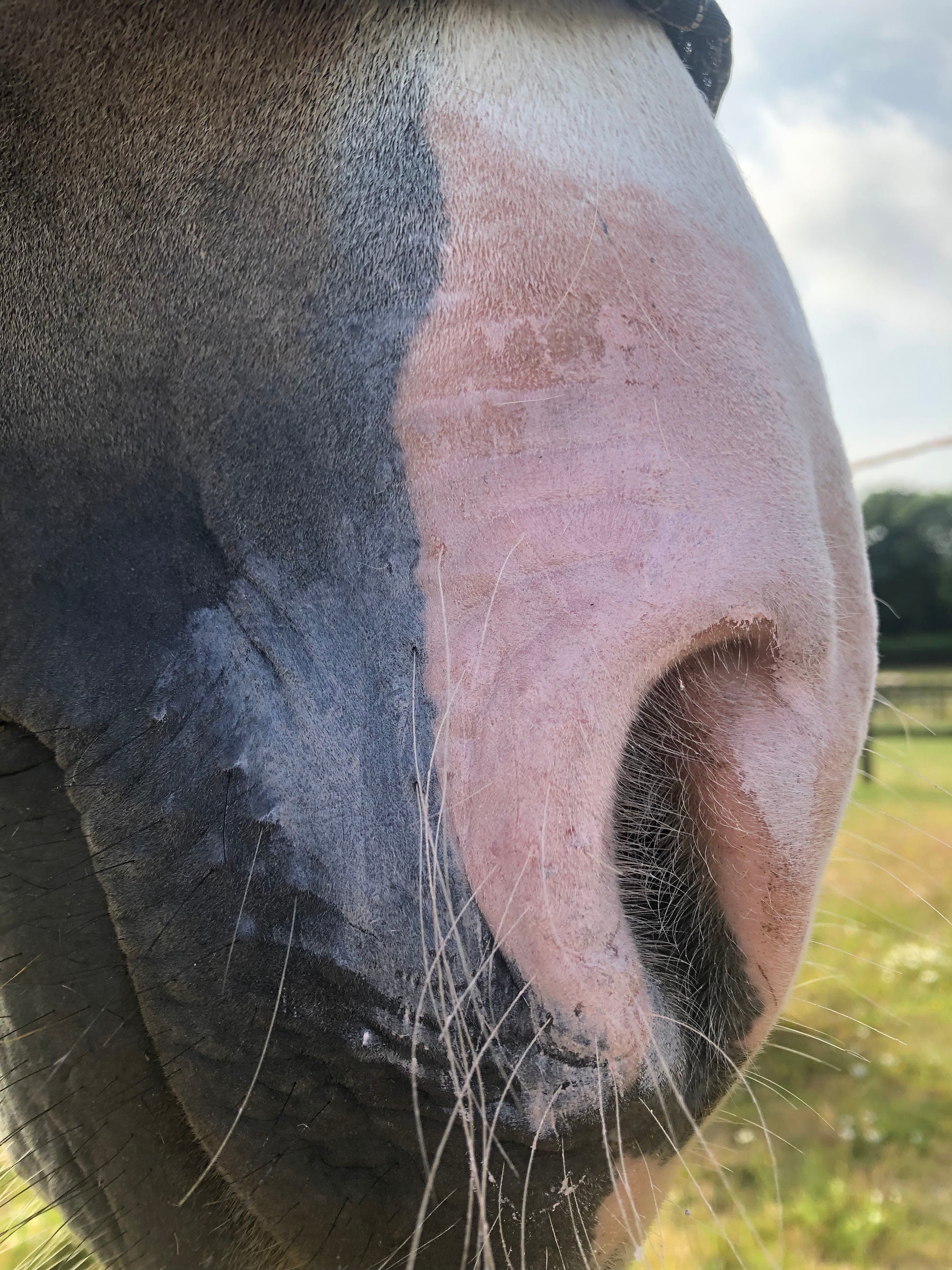 Lincoln Sun Bloc - Top Of The Clops