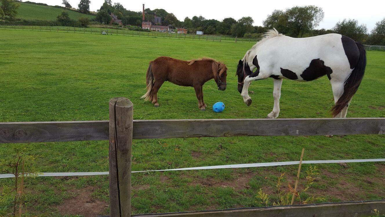CarrotBall - Top Of The Clops