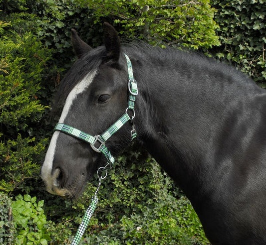 Rhinegold Carnival Headcollar and Leadrope Set - Top Of The Clops