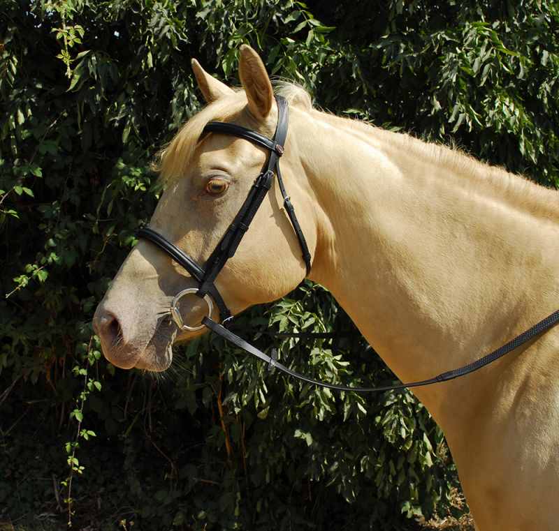 Windsor Leather Bridle With Plain Cavesson Noseband - Top Of The Clops