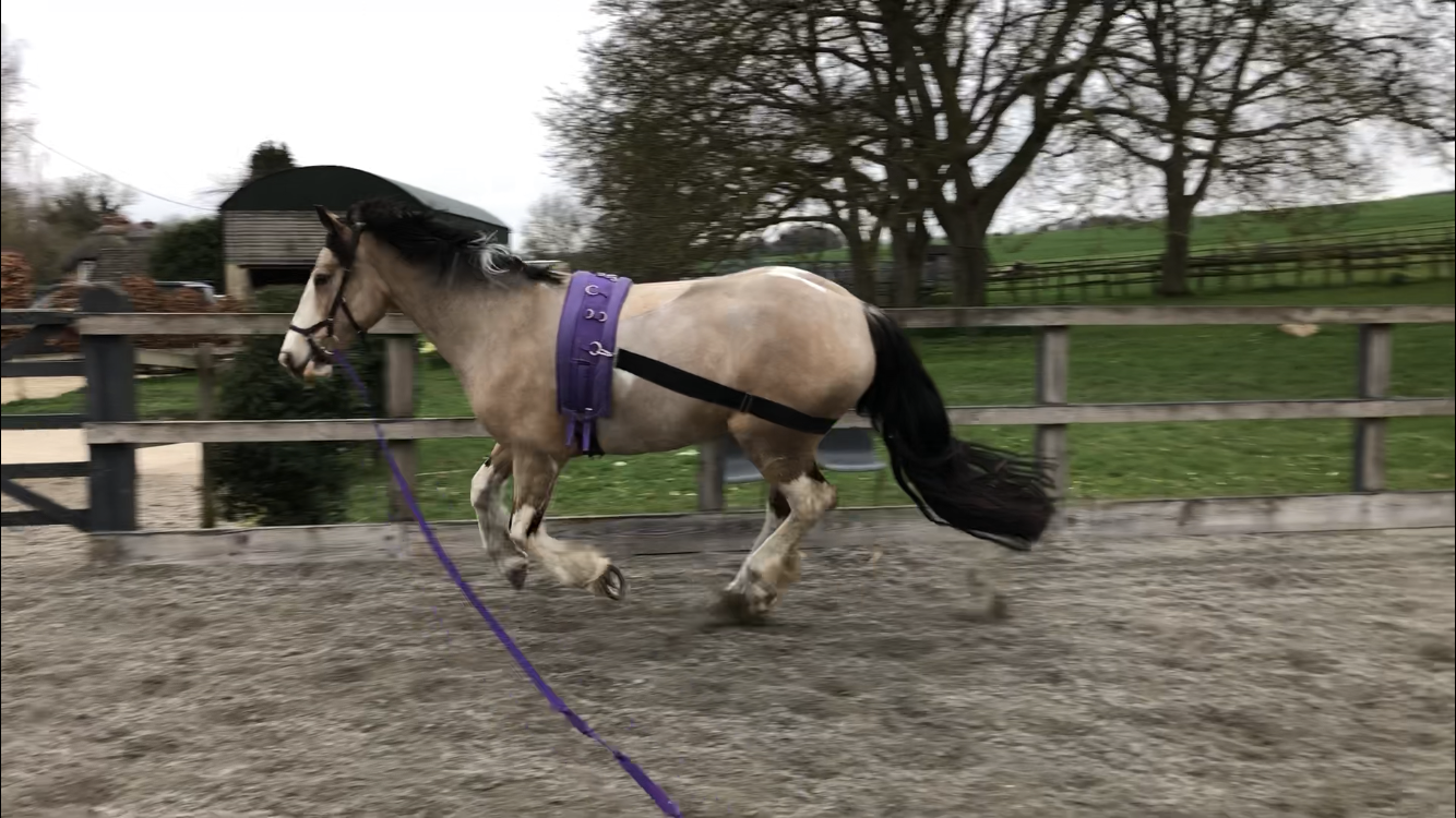 USG Lehmann Training System (Hindquarter Strap) - Top Of The Clops