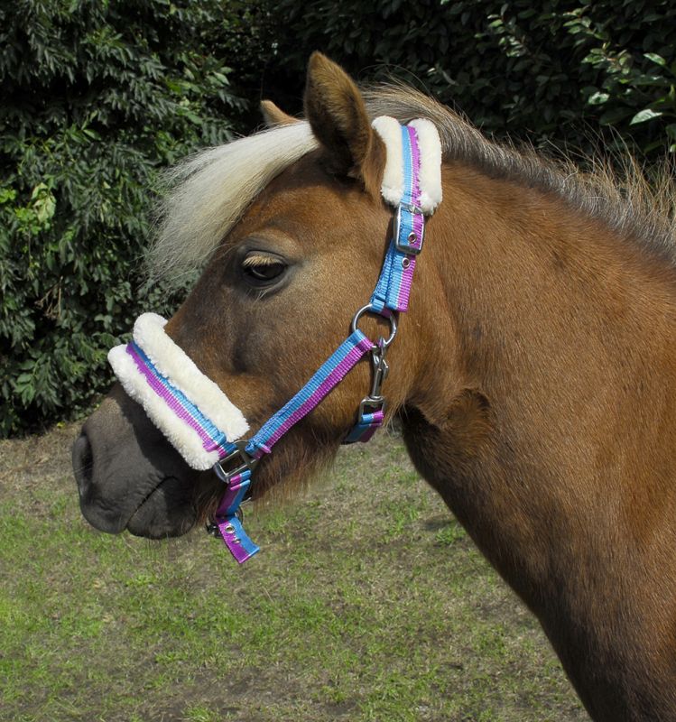 Rhinegold Bright Striped Fur Trim Shetland & Small Pony Headcollar - Top Of The Clops