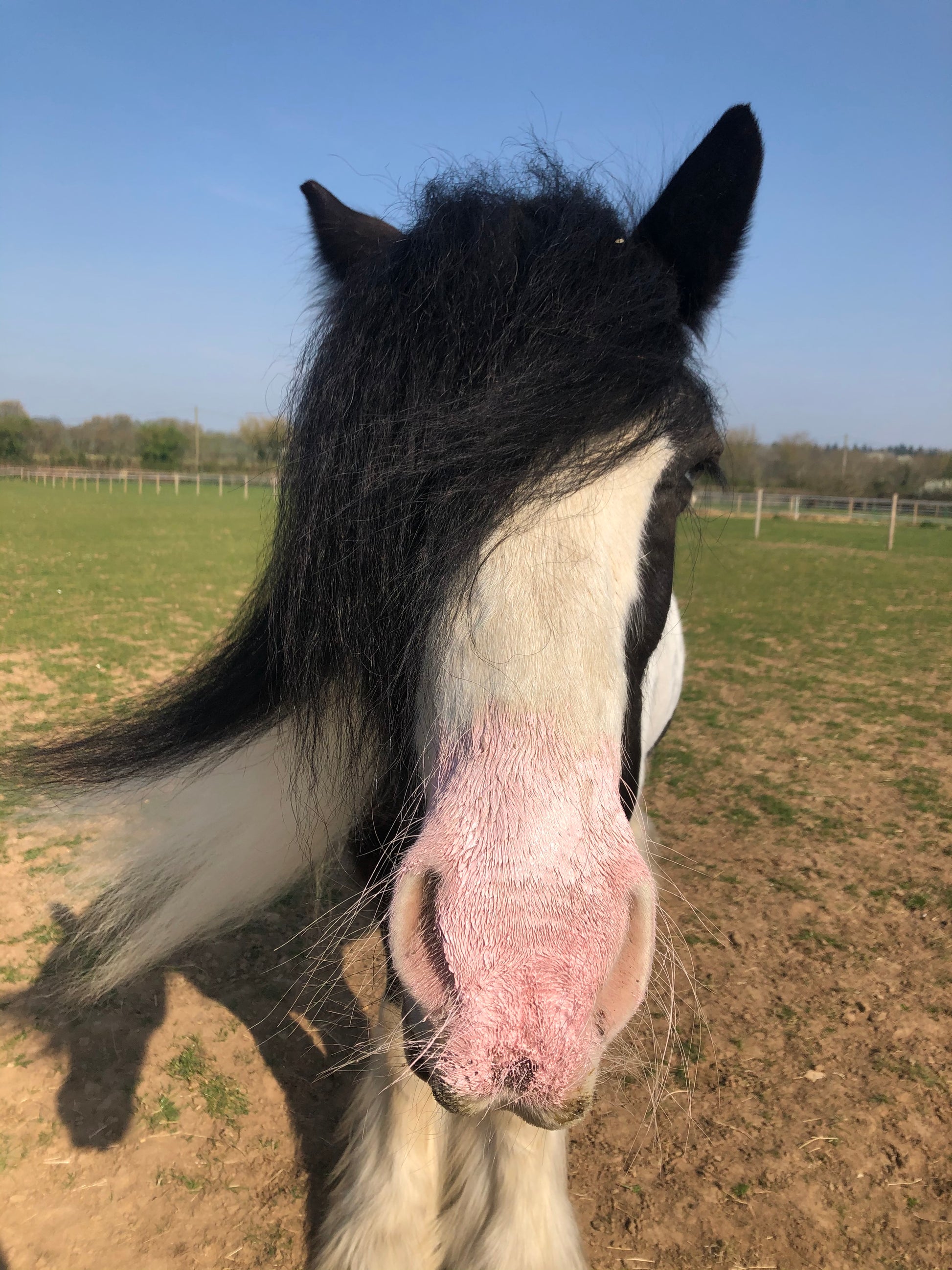 Lincoln Sun Bloc - Top Of The Clops