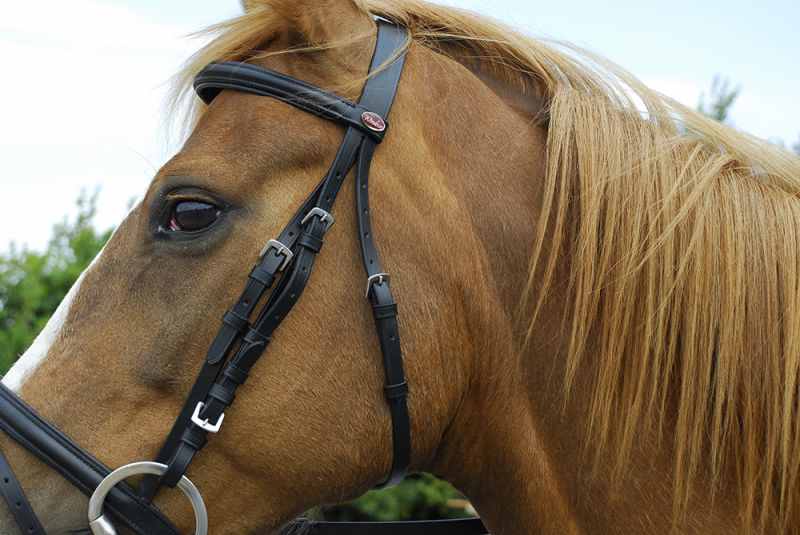 Windsor Leather Flash Bridle - Top Of The Clops