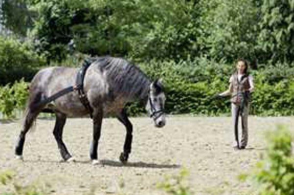 USG Lehmann Training System (Hindquarter Strap) - Top Of The Clops