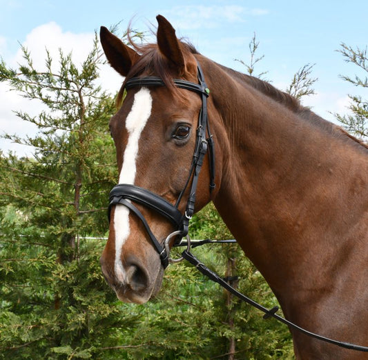 Rhinegold German Leather Comfort Flash Bridle - Top Of The Clops