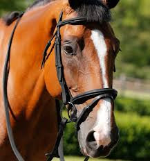JHL Flash Bridle - Top Of The Clops