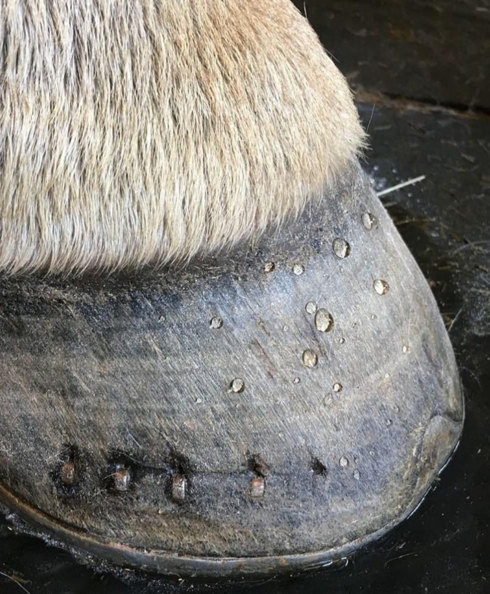 Keratex Hoof Gel - Top Of The Clops