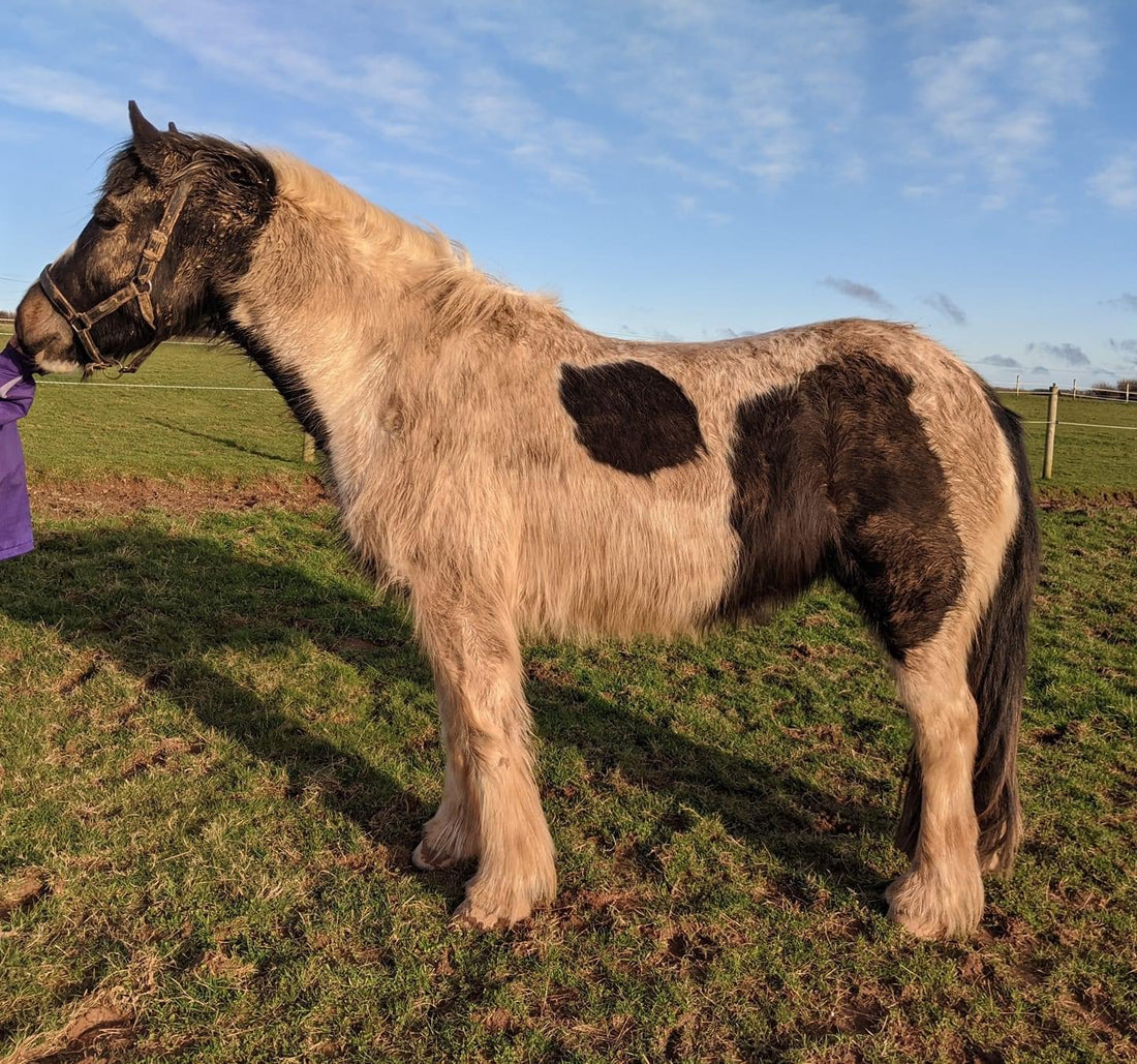 Our top shampoos for grey & coloured horses