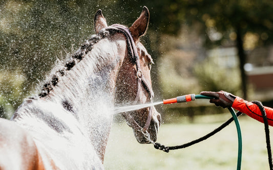 Horses and Hose Pipe Bans