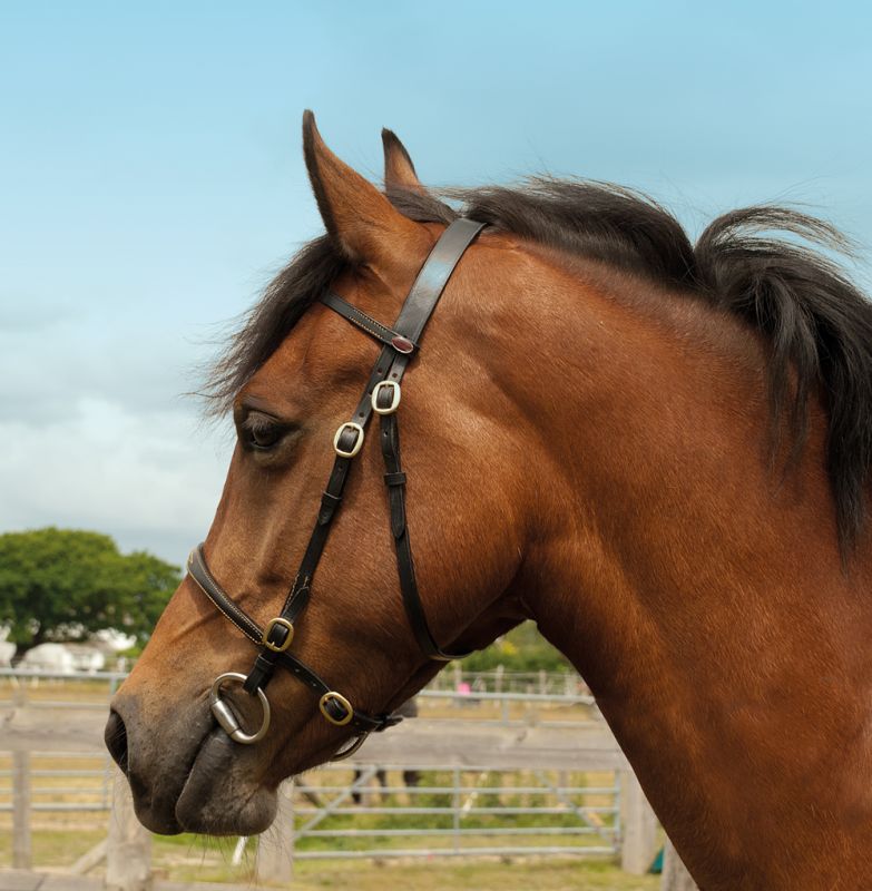 Windsor Leather In-hand Bridle