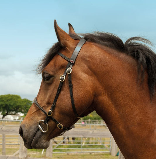 Windsor Leather In-hand Bridle