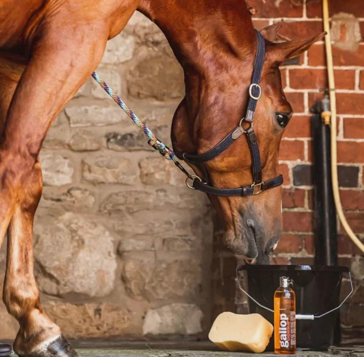 Carr & Day & Martin Gallop Colour Chestnut and Palomino