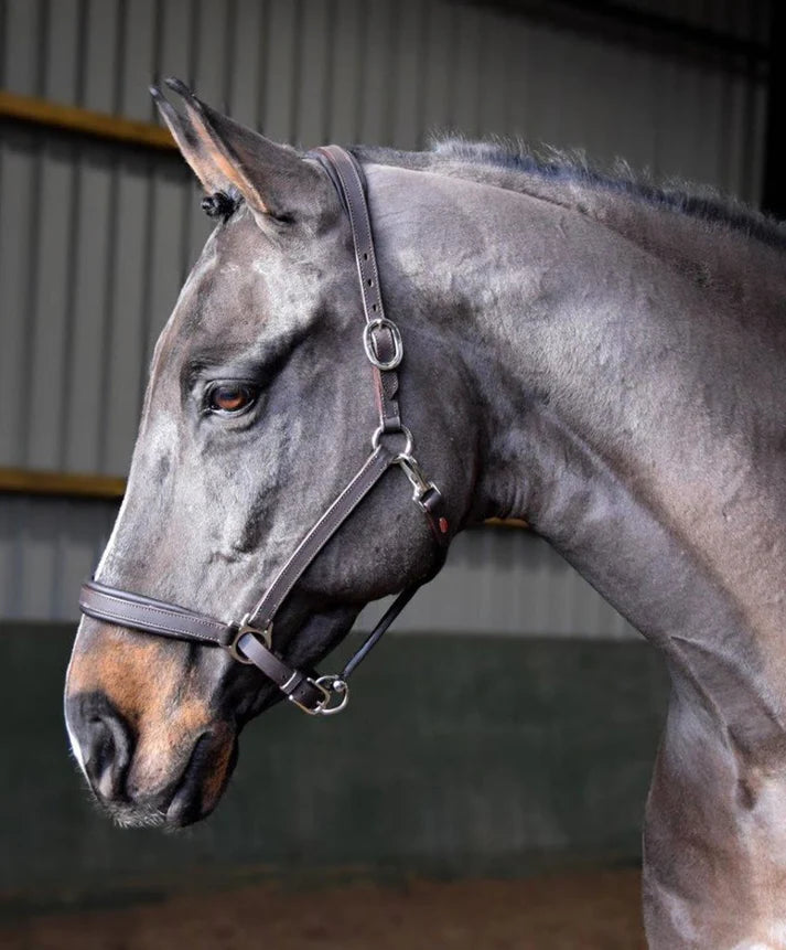 Whitaker Ready to Ride Headcollar