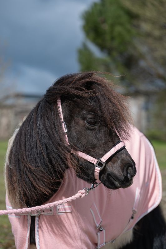 Rhinegold Mini Sorbet Padded Headcollar And Rope Set