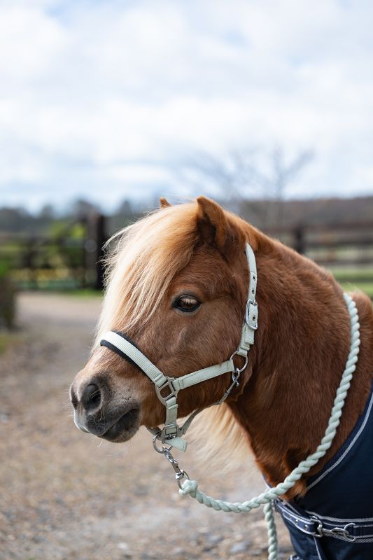 Rhinegold Mini Sorbet Padded Headcollar And Rope Set