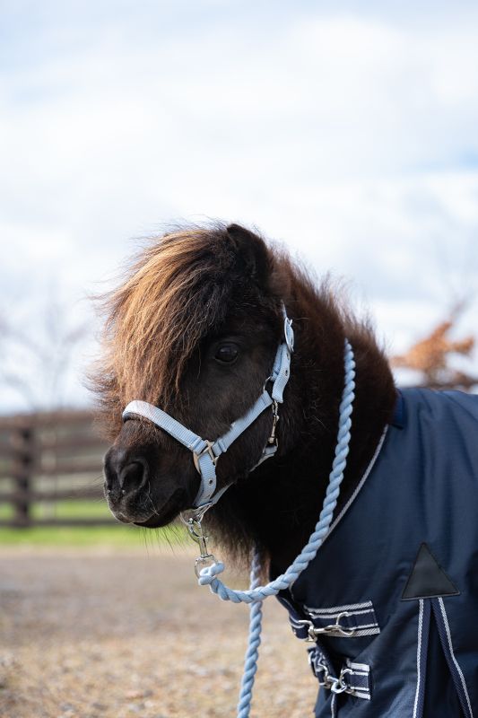 Rhinegold Mini Sorbet Padded Headcollar And Rope Set