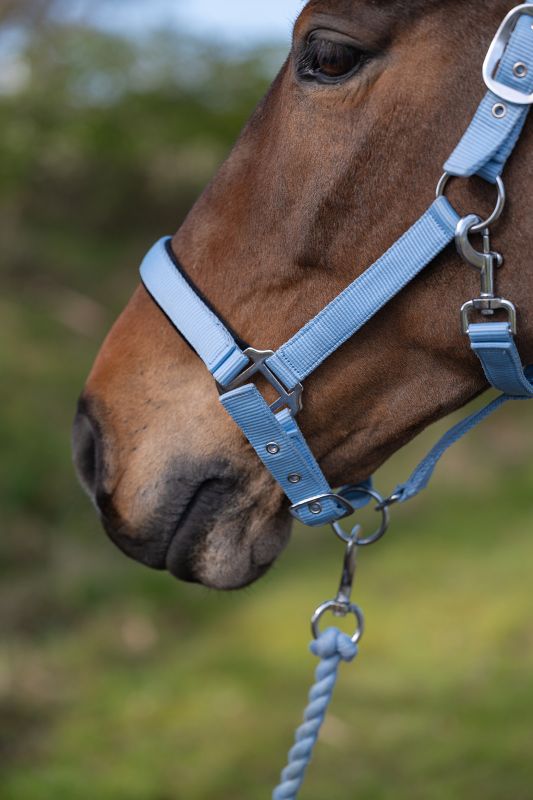 Rhinegold Sorbet Padded Headcollar And Luxe Leadrope Set