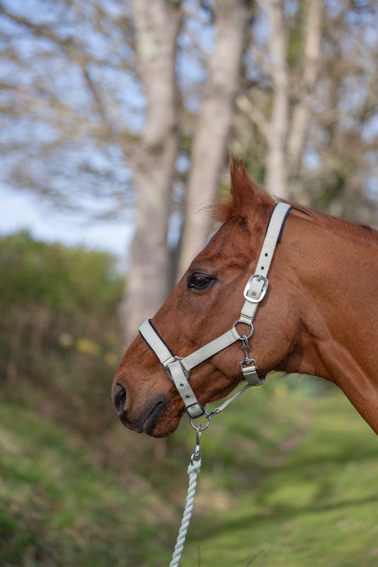Rhinegold Sorbet Padded Headcollar And Luxe Leadrope Set
