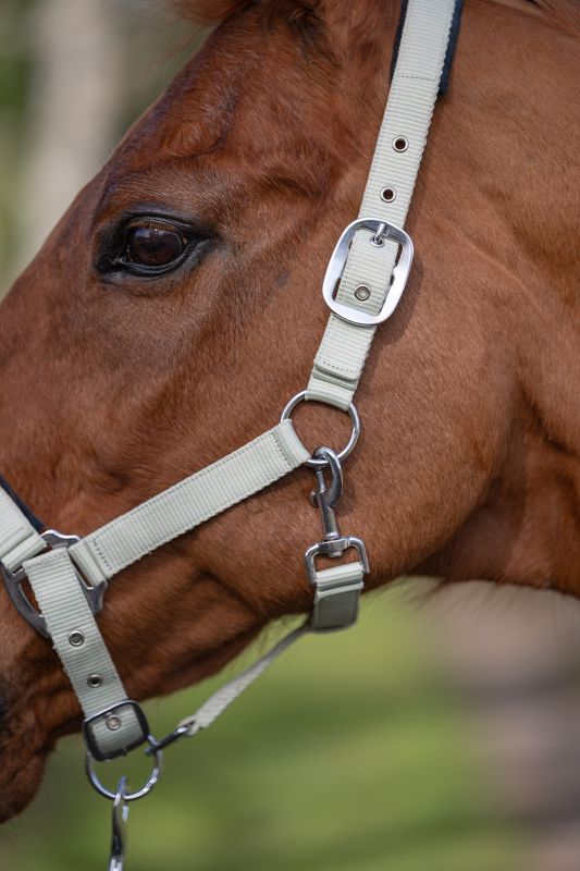 Rhinegold Sorbet Padded Headcollar And Luxe Leadrope Set