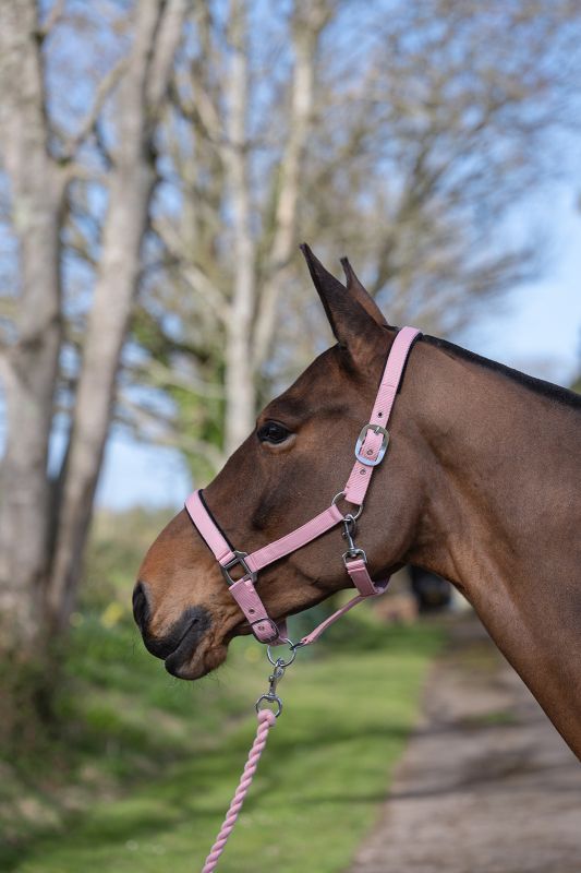 Rhinegold Sorbet Padded Headcollar And Luxe Leadrope Set