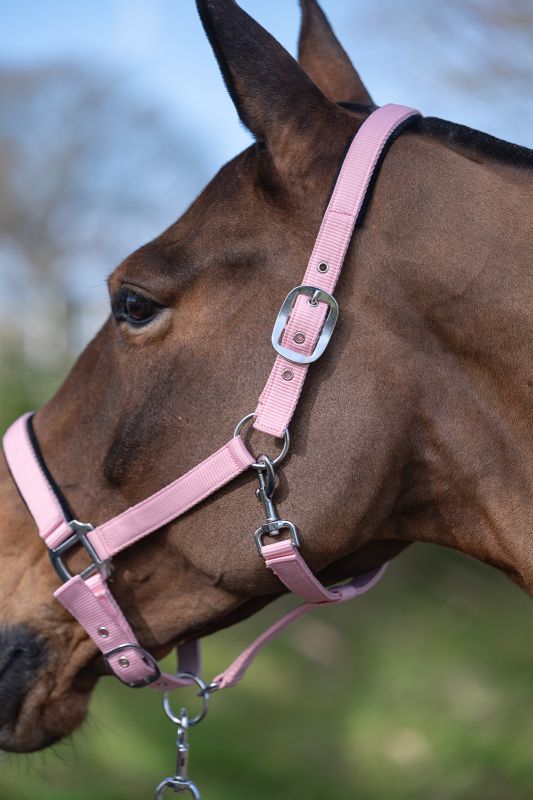 Rhinegold Sorbet Padded Headcollar And Luxe Leadrope Set