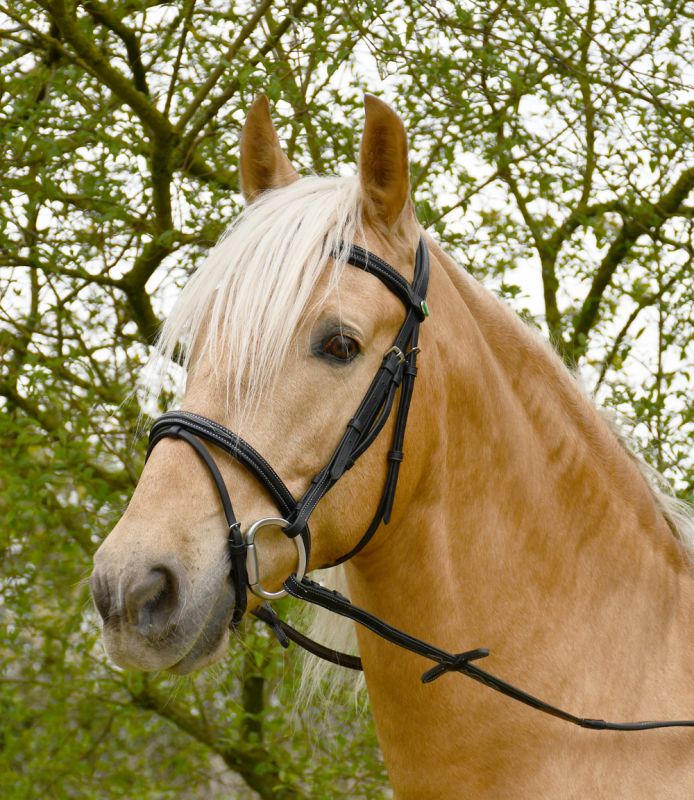 Hackamore pony Stubben colore nero Hackamore pony Stubben colore nero