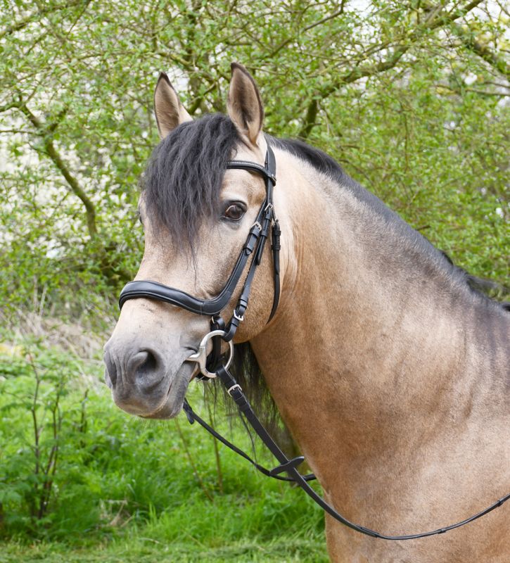 Heritage Anatomical Cavesson Bridle - Top Of The Clops