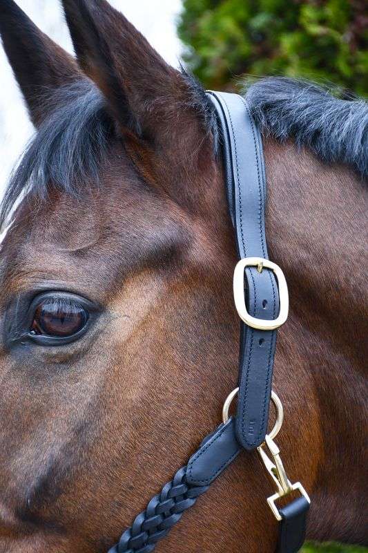 Rhinegold Lazio Plaited Leather Headcollar With Matching Leather Lead