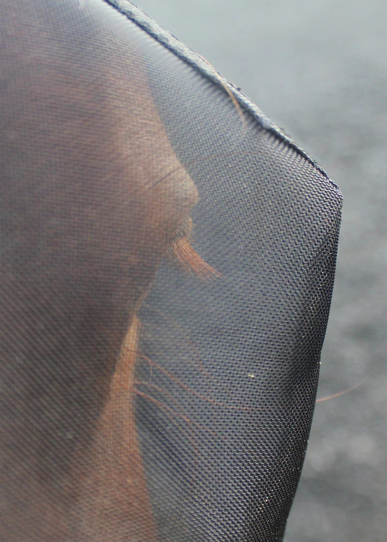 Woof Wear UV Ride On Fly Mask