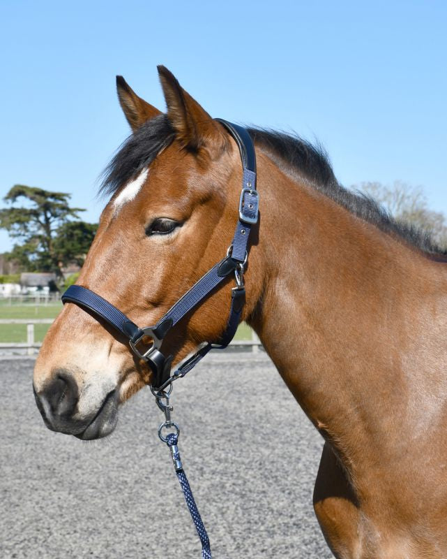 Heritage Anatomical Leather Lined Headcollar - Top Of The Clops