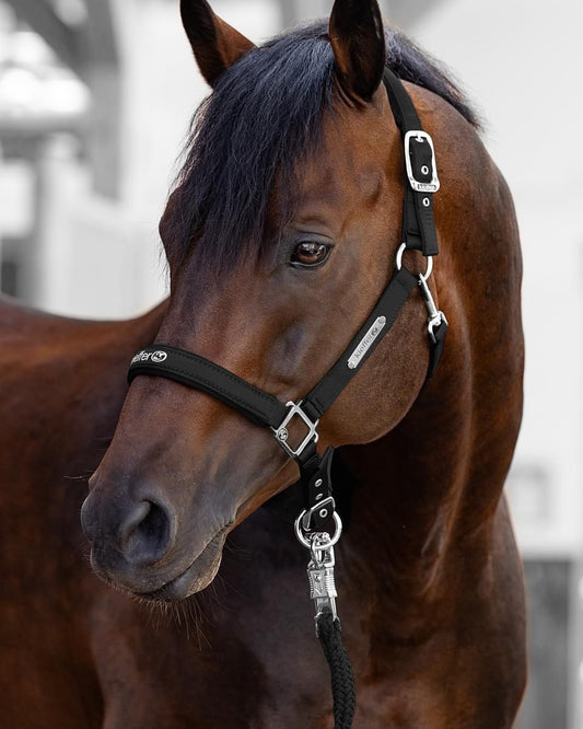 Kieffer Satin Shine Headcollar