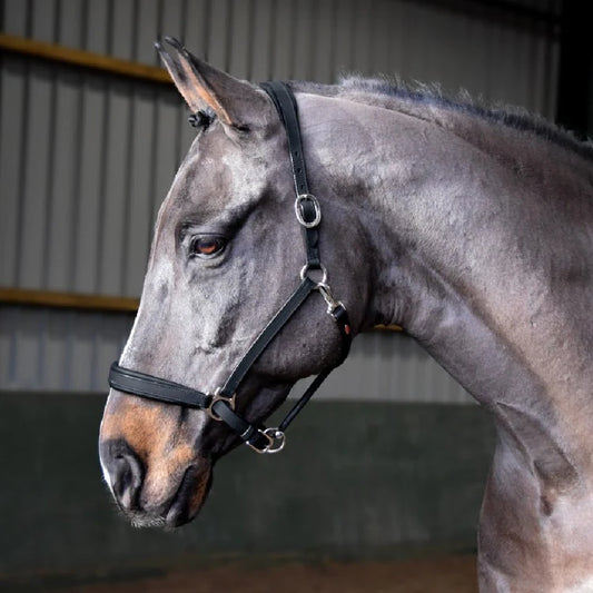 Whitaker Ready to Ride Headcollar - Top Of The Clops