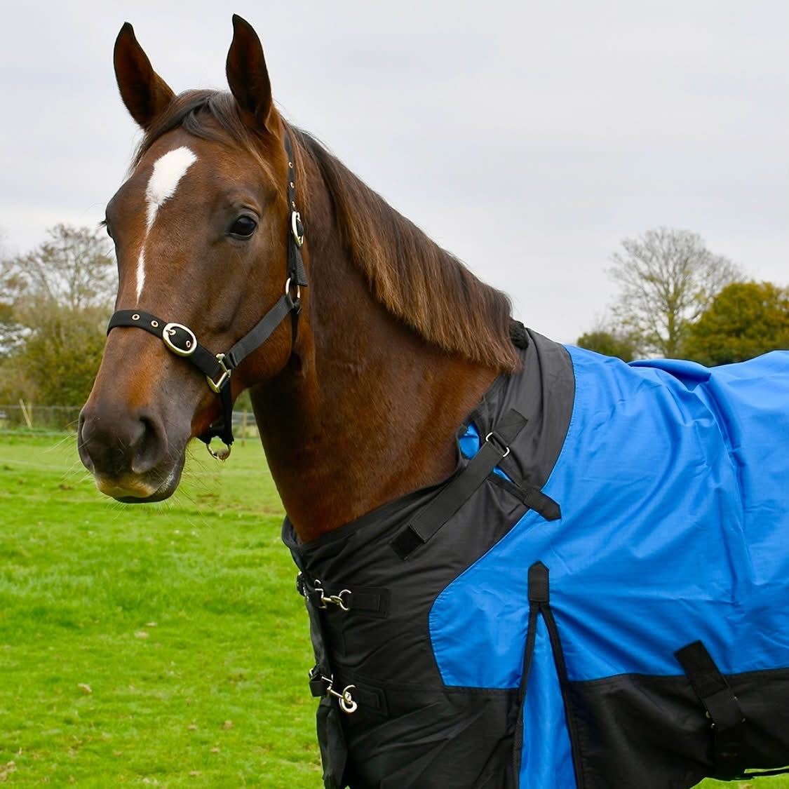 Rhinegold Phoenix Outdoor Rug