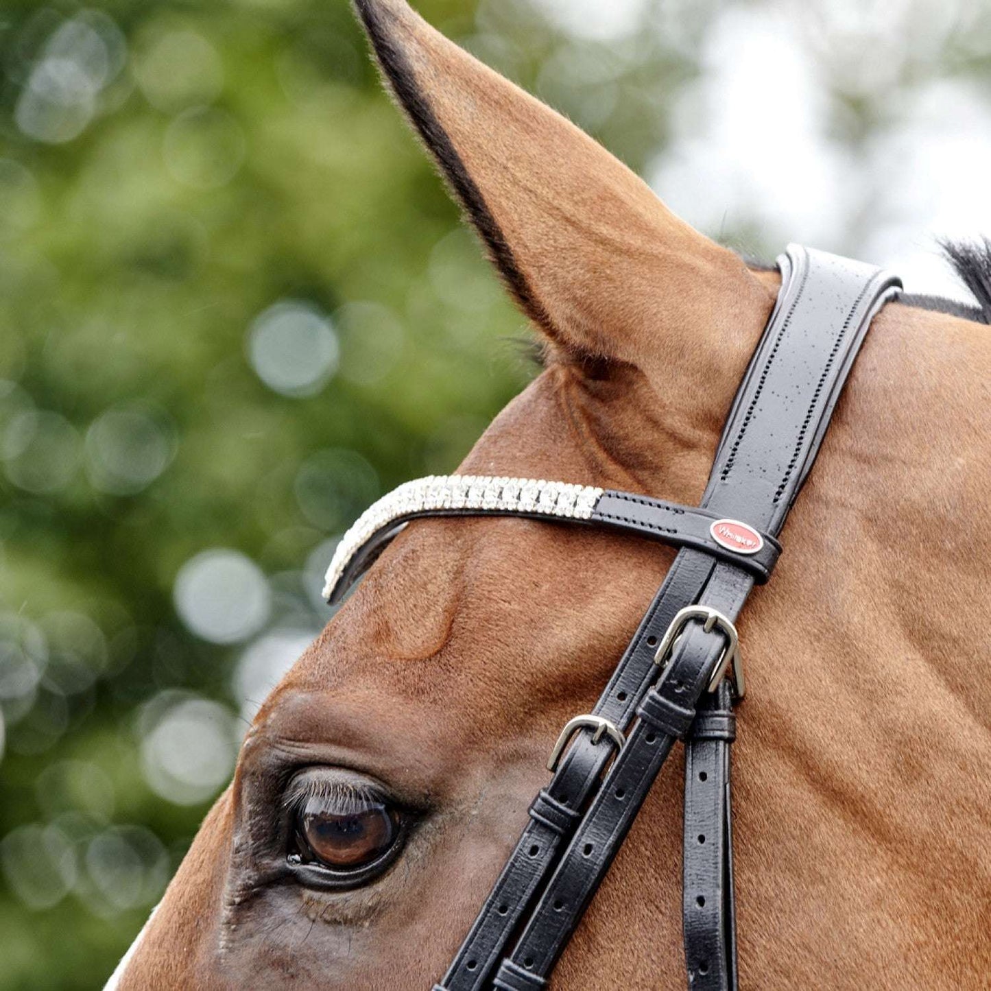 Whitaker Lynton Snaffle Bridle with 2 browbands