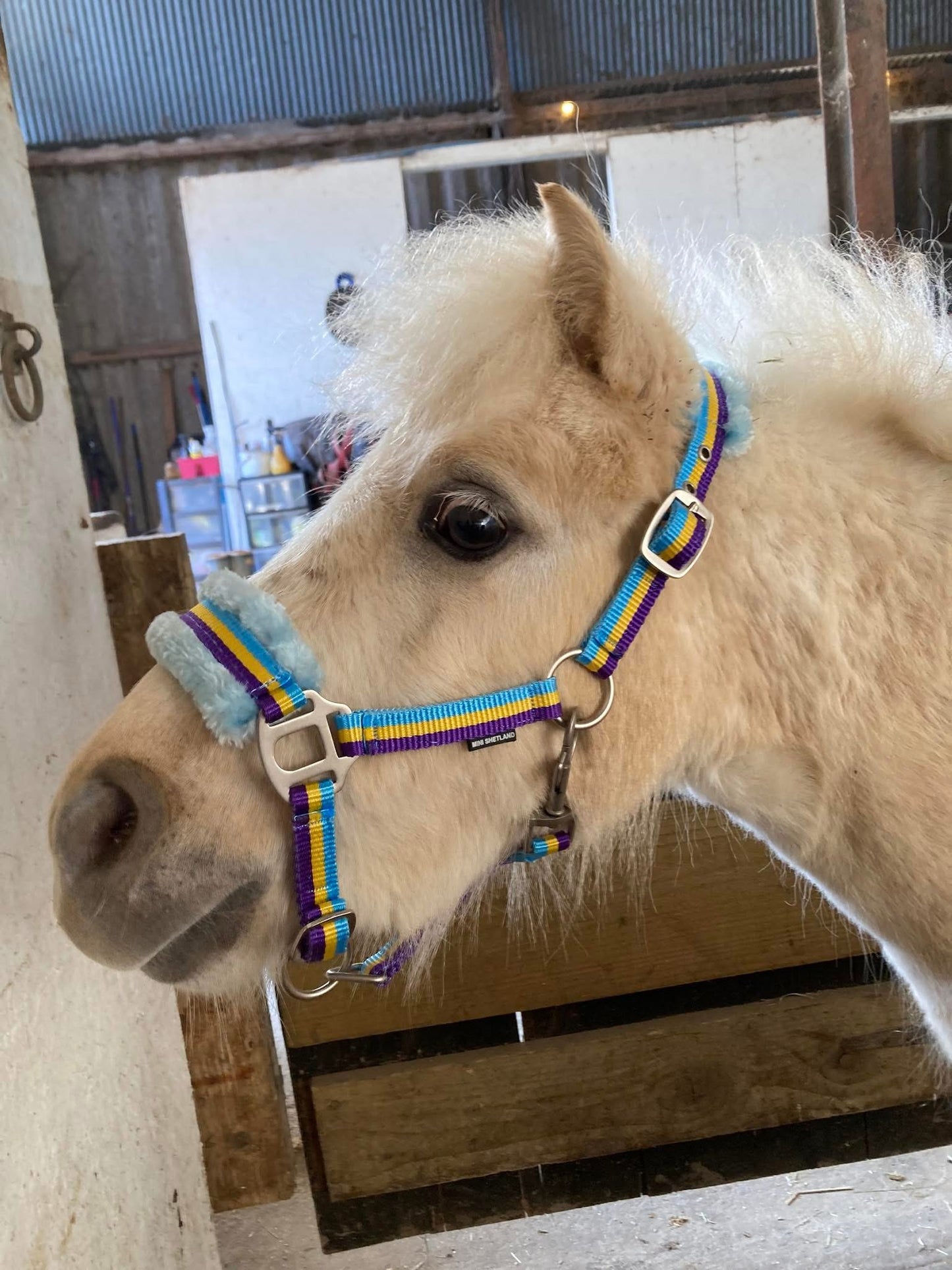 Sheldon Mini Shetland and Shetland Headcollar