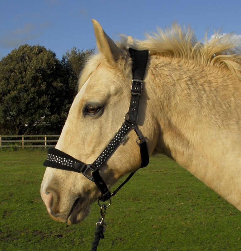 Rhinegold Star Spangled Headcollar & Rope Set - Top Of The Clops