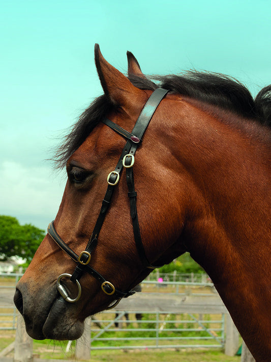 Windsor Leather In-hand Bridle - Top Of The Clops